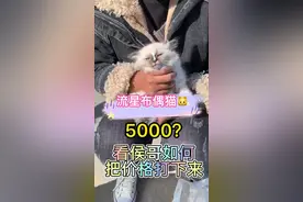 #宠物市场 偶遇流星#布偶猫 看侯哥如何把价格打下来#布偶 #喵星人 #猫咪