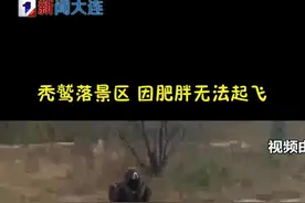 希望这只秃鹫在救助站好好训练，争取早日瘦下来。