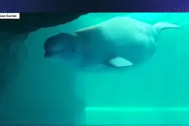 白鲸产子，所有人都在紧张，真是捏了一把汗 #白鲸#动物#科普 视频封面