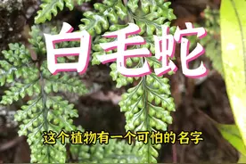 白毛蛇，又叫老鼠尾，许多人误认为骨碎补，其实不是#抖音自然 