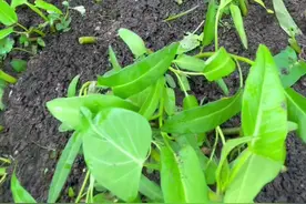 今年种了一小片空心菜，太丰收了我怎么吃都吃不完，大家来看看厨神炒空心菜吧！你肯定没见过这样的做法#玫瑰姐姐 #自嗨厨神玫瑰姐 #玫瑰姐姐的菜园 #玫瑰姐姐和肥龙