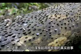 他是天空中最明亮的星视频封面