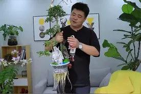 文人水培女贞，自己亲自做的水上景观，自我感觉还不错#水榭花乡 #创业 #家居好物 #家庭园艺 #花卉绿植视频封面