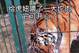 抱歉，久等了！#东北虎 #香吾山动物园 #虎妞 #老虎视频封面