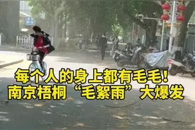 每个人的身上都有毛毛！南京梧桐“毛絮雨”大爆发 #江苏全民目击视频封面