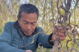 龙枣树修剪技术视频#造型果树 #枣树苗 #果树修剪#三农 #我要上热门