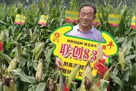 联创839:高产，抗病，就是牛