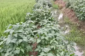 稻田小沟有水了，试一试黄鳝多不多视频封面