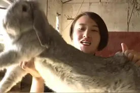 像狗一样大的兔子，你见过吗？🐰 美女养殖世界最大兔子，年入150万！视频封面