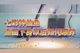 七彩神仙鱼的小鱼苗下身以后是如何喂养的，简单易懂。视频封面