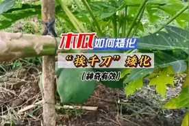 木瓜树这样矮化，种奇有效！#三农 #来抖音学农枝 #农业种植视频封面