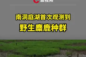 有“神兽”出没！南洞庭湖首次观测到野生麋鹿种群视频封面