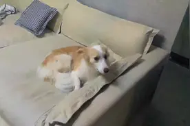 前脚刚出门 后脚就把身份证咬成渣渣了 新办的身份证 吐血中🙃