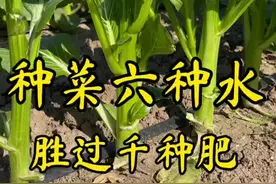 种菜六种水，胜过千种肥，让你的蔬菜产量高，长势旺！ #家庭种菜 #种菜小技巧 #传播农业小知识视频封面