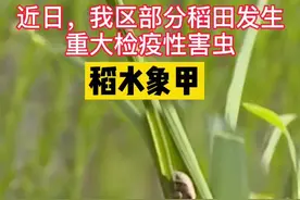 #虫害防治  稻水象甲的天敌来啦——毒死蜱！农民伯伯们快快用起来！