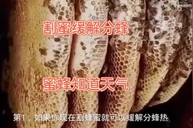 了解在什么时间段就要割蜂蜜了#蜂蜜 #养蜂人 #蜜蜂