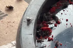 苍蝇能把自己的头搓下来视频封面