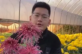 最简单的菊花矮化方法 #菊花 #花卉绿植 #养花小知识 #养花@抖音推广助手