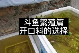 #斗鱼繁殖 #繁殖斗鱼前期工作 今天终于产卵了，预计2天就孵化视频封面