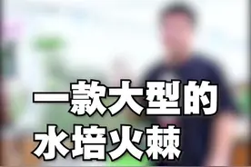 水培的木本盆景——水培火棘。喜欢的给个关注，想入手的留言#水培 #植物 #七彩七夕 #花卉 #家居视频封面