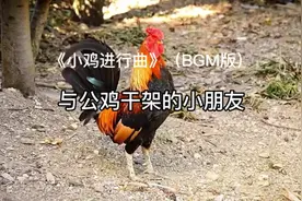 《小鸡进行曲》（BGM版）与公鸡干架的小朋友。#搞笑 #搞笑视频视频封面