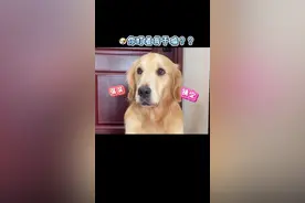 千万别把手伸到狗狗面前…你永远也不知道金毛居然这么能…装#金毛 #抖音动物图鉴