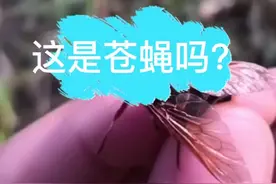 最后那只吸血的牛虻你找到了吗？#昆虫 #dou出新知