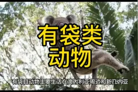 有袋类动物#有袋类动物 #袋鼠 #袋狼 #考拉 #树袋熊视频封面