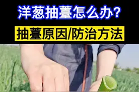 洋葱抽薹原因/处理方法#新农人计划2022 #来抖音学农技 #洋葱种植 视频封面