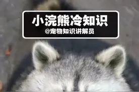 #小浣熊 这样的干脆面，你想养一只吗？#浣熊 #宠物视频封面