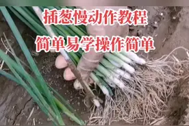 插葱慢动作教程，简单易学操作简单#大葱种植 #种葱 #栽苗神器 #栽葱神器 #农业种植 #农业技术 #新农人计划2022 #王友福 #三农 #智慧农业 #种植小技巧 #现代化农业 #农业新科技 #农业知识 