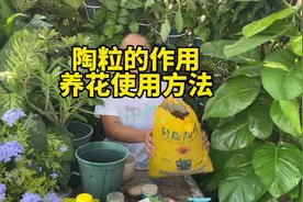 陶粒的作用，陶粒养花的正确使用方法，可以花盆垫底，拌土视频封面