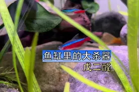 水草缸里的大杀器，戊二醛，虽然很好用，但我劝你别轻易尝试视频封面