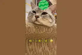 如何防止小猫咪偷开水龙头？亲测有效…#萌宠出道计划 #萌宠爱捣蛋