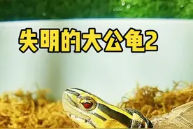 你们说 它还会复明吗？ #爱宠治愈季 #龟视频封面