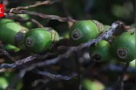 槟榔经销商到底赚不赚钱？行业新手如何做好市场？#商业 #槟榔视频封面