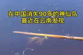 间隔90年再次出现的神仙鸟，他的出现入是预示着什么？，神仙又鸟名蛇鹈，是一种是一种水陆空动物，全球低危物种，#科普 #神奇动物在抖音 #萌知计划 #蛇鹈 #神仙鸟