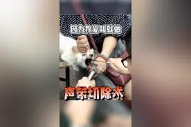 那些给狗切除声带的人，不要说自己是被逼的，自己没有办法，我相信你肯定会后悔，并且更心痛更替狗难受。只要你还爱它#狗狗是家人 #狗狗心理学 #大黄狗老师 #宠物 #训犬 视频封面