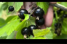 黑加仑又名黑醋栗，今儿个总算见到活的了.. #纽村韩莓没