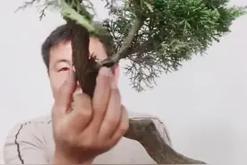 #盆景 #盆景作品视频 #盆景制作技巧 #感谢官方感谢抖音 @抖音短视频