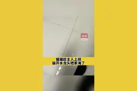 #猫猫趁主人上班偷开水龙头把家淹了 主人：感觉血压都升高了！