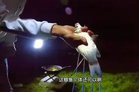 夏季暴雨过后夜钓怎么样？鱼前雨后鱼情更好钓吗？视频体现很明了