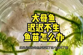 大母鱼迟迟不生鱼苗怎么办，用这一招让母鱼乖乖生苗#孔雀鱼