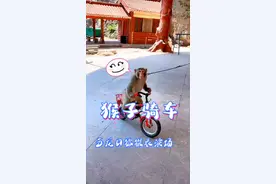 #猴子表演系列之 猴骑车#猴友 #万物皆有灵性 #猴子成精 #猴子表演骑自行车 #搞笑配音 @猴小匡 @猴王康（观赏猴王黑哥领略人生百态） 视频封面