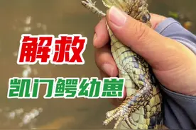 #保护野生动物人人有责#亚马逊雨林 #爱护大自然保护野生动物  保护野生动物就是保护我们人类自己视频封面