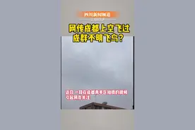 网传成都上空飞过成群不明飞鸟？专家：不是蝗虫，是椋鸟迁徙@抖音短视频