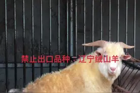 辽宁绒山羊！视频封面