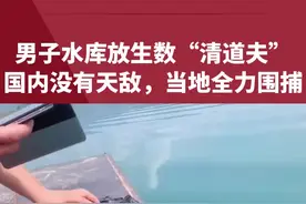 广西百色将围捕被放生的“清道夫”，在国内几乎没有天敌，严重破坏生态