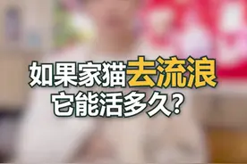 宠物猫一旦走丢或是被抛弃，它能活多久？#新手养猫 #猫咪走丢 #养猫新手 #科学养宠攻略 #流浪猫 @抖音短视频视频封面