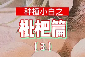 我就想问下，用枇杷果核能种出枇杷吗？ #种植小技巧 #种枇杷 #我的小菜园